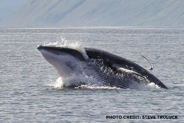 Wildlife at Applecross Scotland